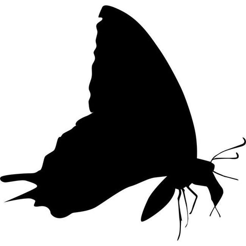 Moth Stencil